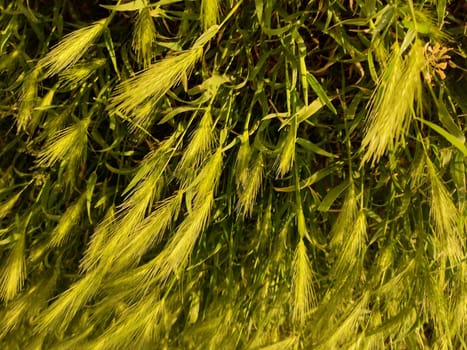 Close up of wild wheat, organic ingredients, nature plant details