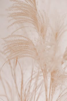 Natural background with pampas grass. Dried soft plants, Cortaderia selloana. Dry grass, boho style. Vertical backdrop, pastel colors