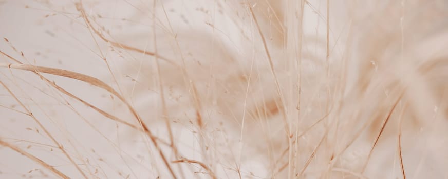 Natural background with pampas grass. Dried soft plants, Cortaderia selloana. Dry grass, boho style. Pastel colors