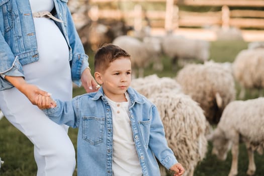 a little boy on a farm with sheep and holding his mother's hand.