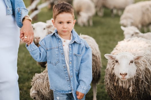 a little boy on a farm with sheep and holding his mother's hand.