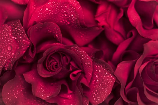 Background of red roses. Macro flowers backdrop for holiday brand design