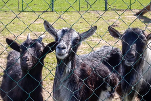 Three black goats behind the fence on the farm