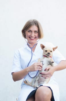 beautiful young woman veterinarian listens to the chihuahua dog with a phonedoscope and smiles, the dog shows teeth and growls. High quality photo