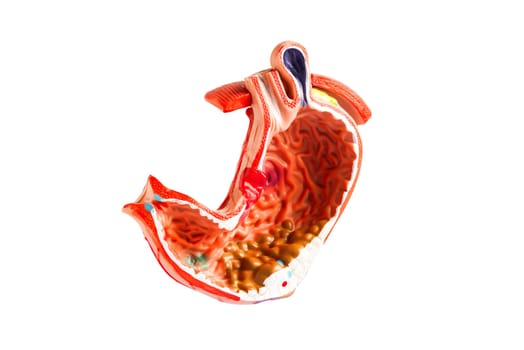 Stomach model isolated on white background with clipping path, anatomy model for study diagnosis and treatment in hospital.