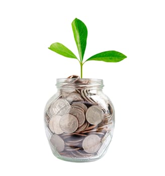Green leaf plant on save money coins, Business finance saving banking investment concept.