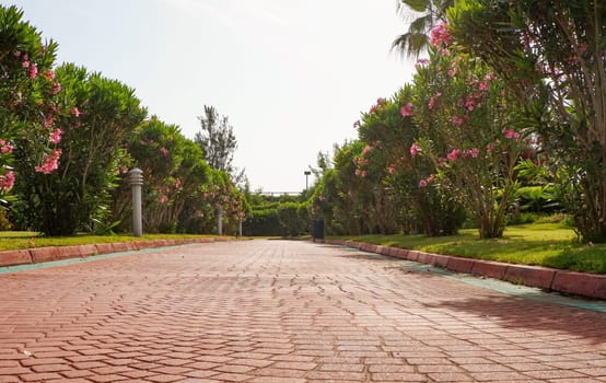 Stone tile alley in the park among blooming oleanders.