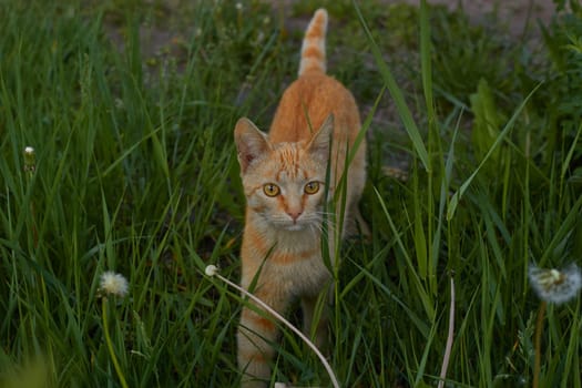Photo red shorthair cat on background of green grass walks alone. Young animal. Pets.