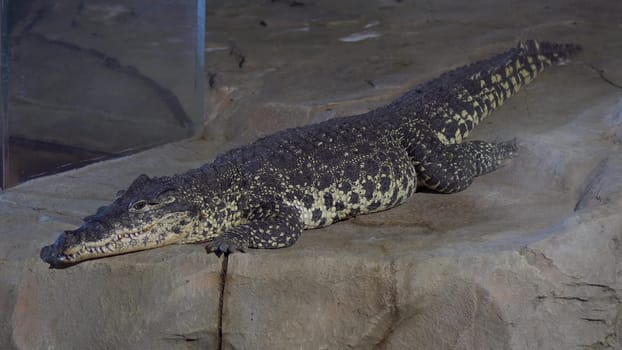 A crocodile lies on a stone in a zoo. The crocodile rests quietly on a rock. 4k