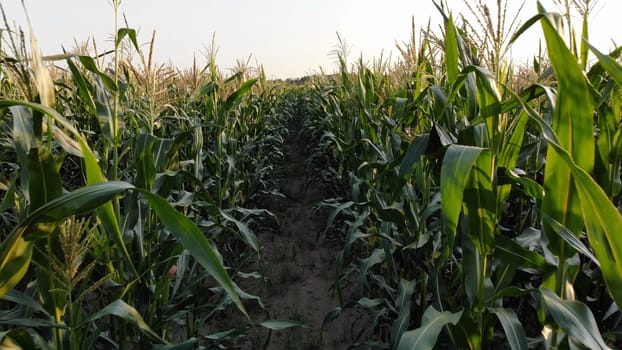 Corn young field. Seedlings planted in a row