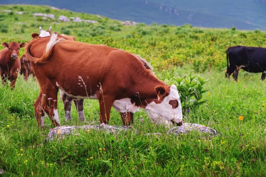 The cow eats grass. A white-brown cow eats green juicy grass in a meadow in a pasture on a beautiful sunny spring day.