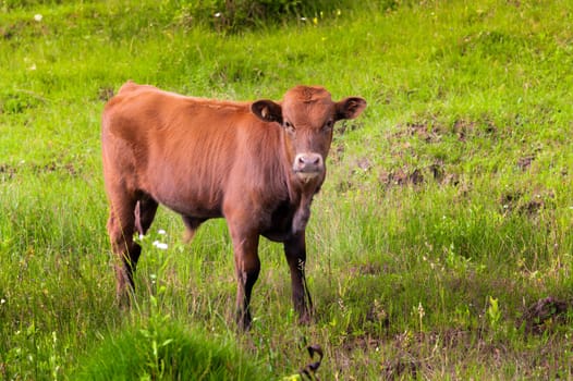 a brown calf looks into the camera while standing on the green grass. bull calf on the farm outdoors, close-up.