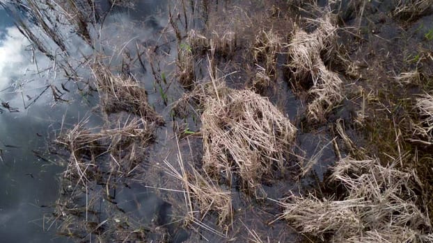 Dry stems from the reeds in the pond. Flight on a drone over the lake and vegetation. 4k