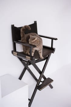 A Scottish straight pet cat on a black production chair in a white video production studio, vertical, isolated