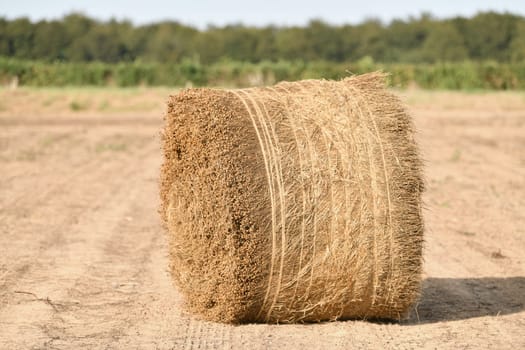 Bale of dry flax on the field in Normandy France