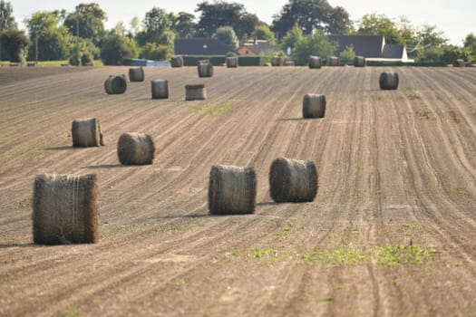 Bale of dry flax on the field in Normandy France