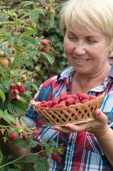 middle-aged blonde woman picks ripe raspberries in a basket, summer harvest of berries and fruits, sweet vitamins all year round. High quality photo