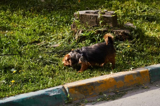 Photograph of dog walking on leash. Pedigree dog. Walking, care, maintenance of pet.