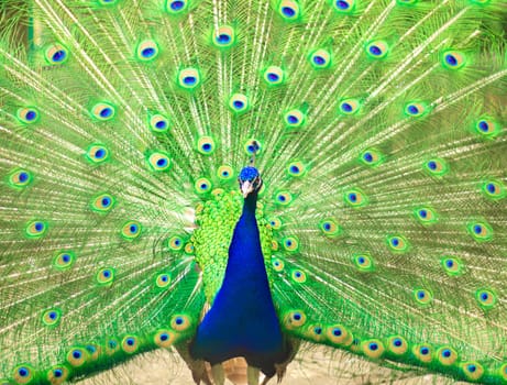 selective focus. Male indian peacock showing its tail. An open tail with bright feathers. Portrait of a male peacock with bright multi-colored plumage. High quality photo