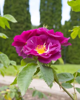Purple rose flower. Close-up. Purple rose petals. Green leaves. Dense greenery in the background. .
