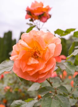 Delicate peach roses in the garden. Orange rose in the garden. Garden concept