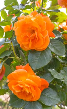 Orange rose flowers blooming side by side.