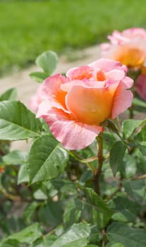 Delicate peach roses in the garden. Orange rose in the garden. Garden concept