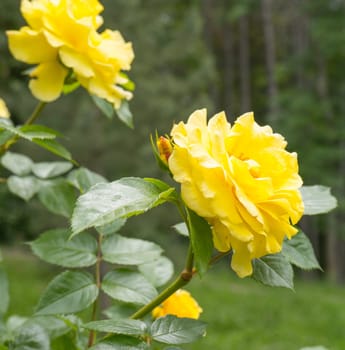 Beautiful bush of yellow roses in a spring garden. Rose garden