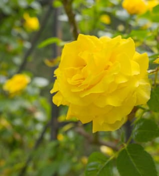 Beautiful bush of yellow roses in a spring garden. Rose garden