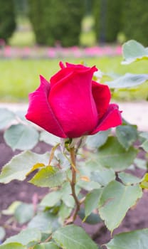 Burgundy rose in the garden with flower buds.