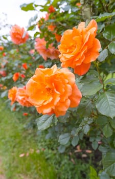 Orange rose flowers blooming side by side.