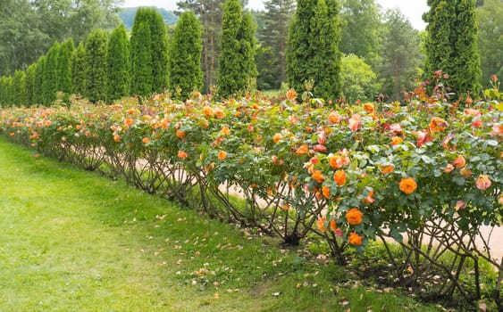 Delicate peach roses grow like a wall in the garden. Dark green background. Orange tree rose in the garden. Garden concept