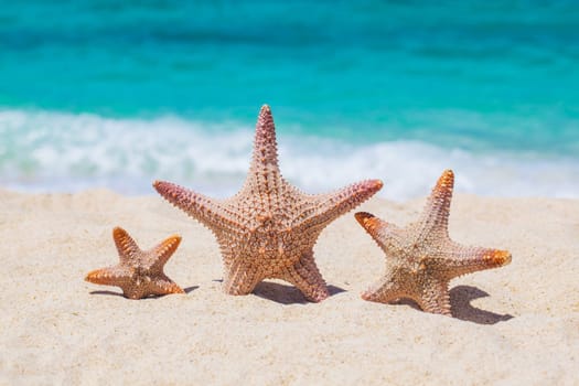 Three starfish on sand of tropical sea beach