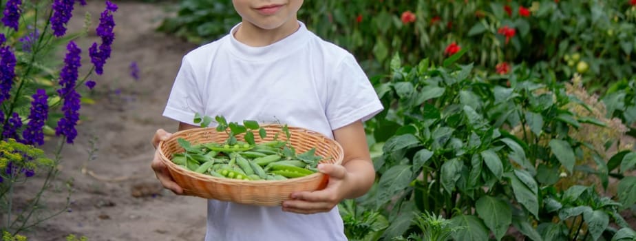 the child is holding a basket with freshly picked peas. Selective focus