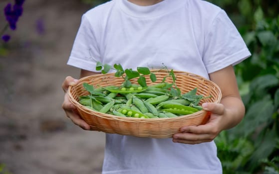 the child is holding a basket with freshly picked peas. Selective focus