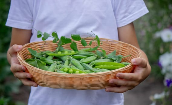 the child is holding a basket with freshly picked peas. Selective focus