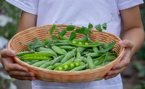 the child is holding a basket with freshly picked peas. Selective focus