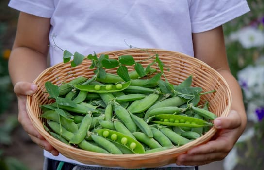 the child is holding a basket with freshly picked peas. Selective focus