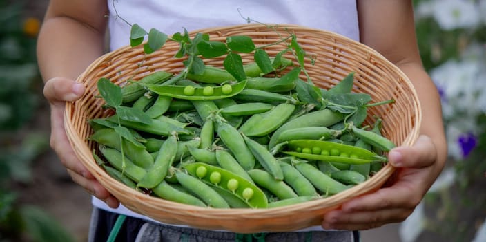 the child is holding a basket with freshly picked peas. Selective focus