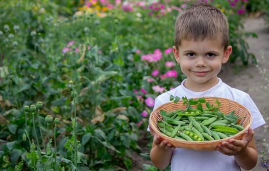 the child is holding a basket with freshly picked peas. Selective focus