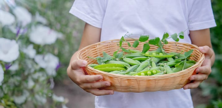 the child is holding a basket with freshly picked peas. Selective focus