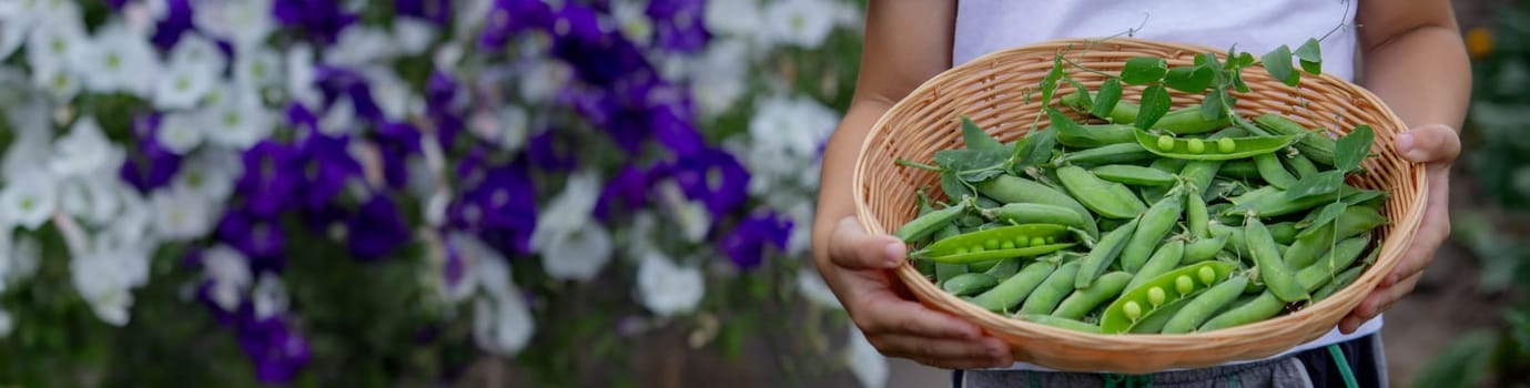 the child is holding a basket with freshly picked peas. Selective focus