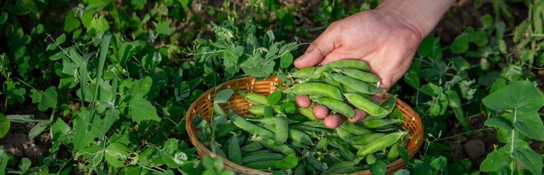 a farmer collects peas in a basket. Selective focus