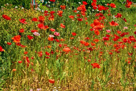 a herbaceous plant with showy flowers, milky sap, and rounded seed capsules. Many poppies contain alkaloids and are a source of drugs