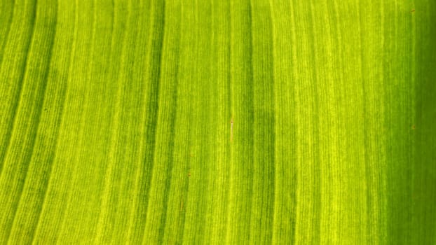 Texture on banana leaf lit by sun, abstract tropical natural background.