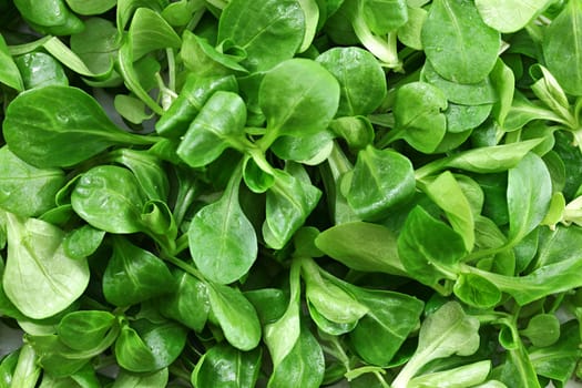 Top down detailed view, cornsalad ( Valerianella locusta ) leaves wet from water.