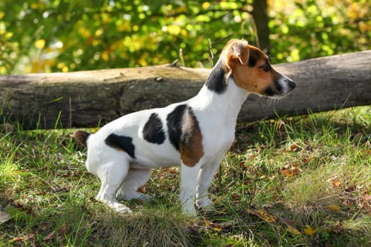 Jack Russell terrier standing in low forest grass, sun shining on her, small fallen tree background.