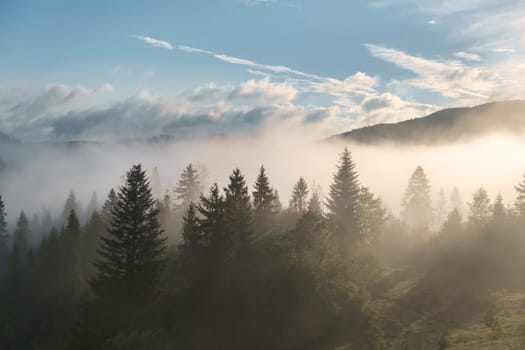 misty morning in the mountains. beautiful misty forest morning in the mountains. download photo