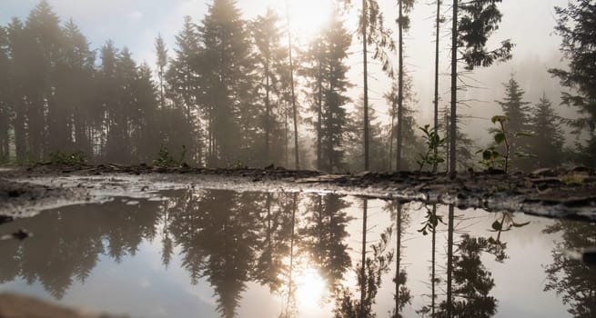 Beautiful autumn in the forest. Reflection of pines in an open bog and ripples in the water. download photo