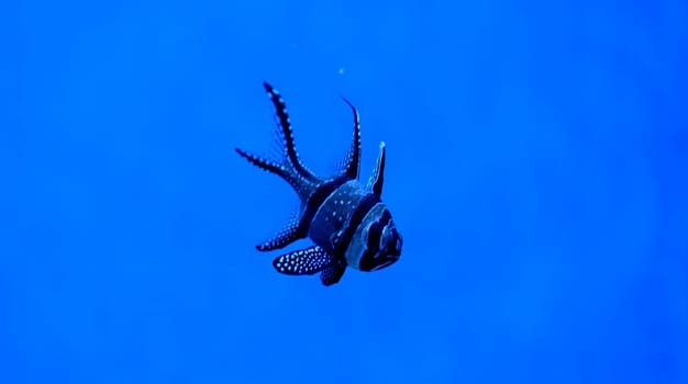 Banggai cardinal swimming in the water. A beautiful Longfin cardinal fish - Kauderns cardinal. Wild life animal. download photo